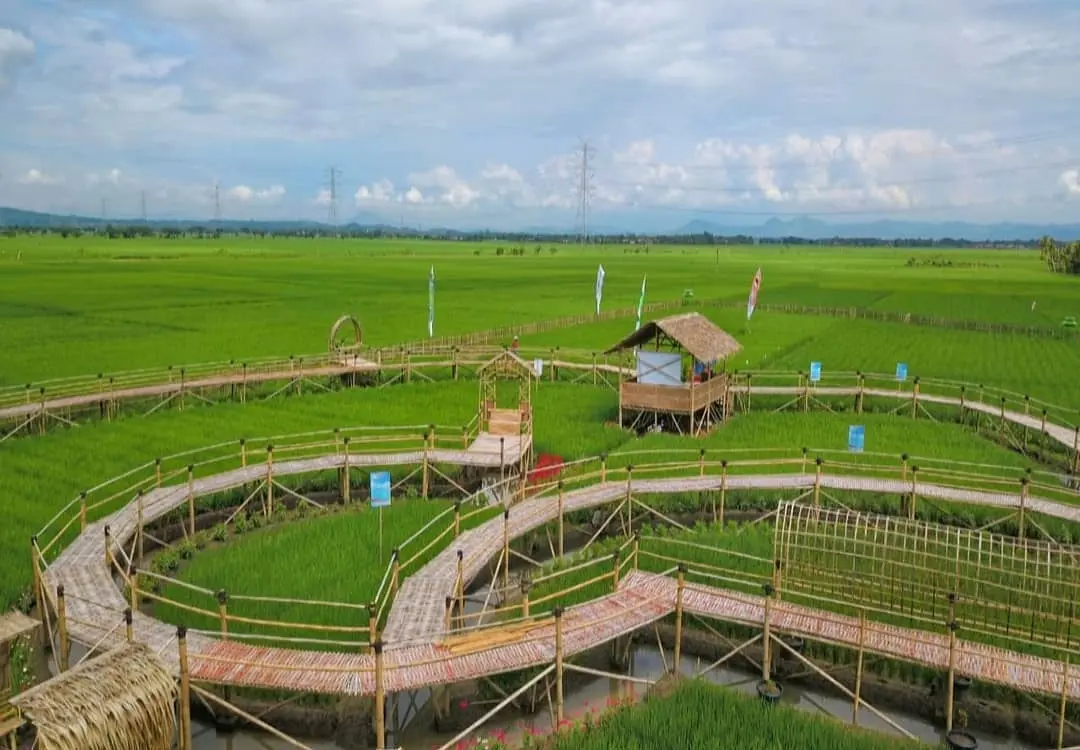 Senja di Sawah Emji: Liburan Keluarga yang Menenangkan di Cilacap