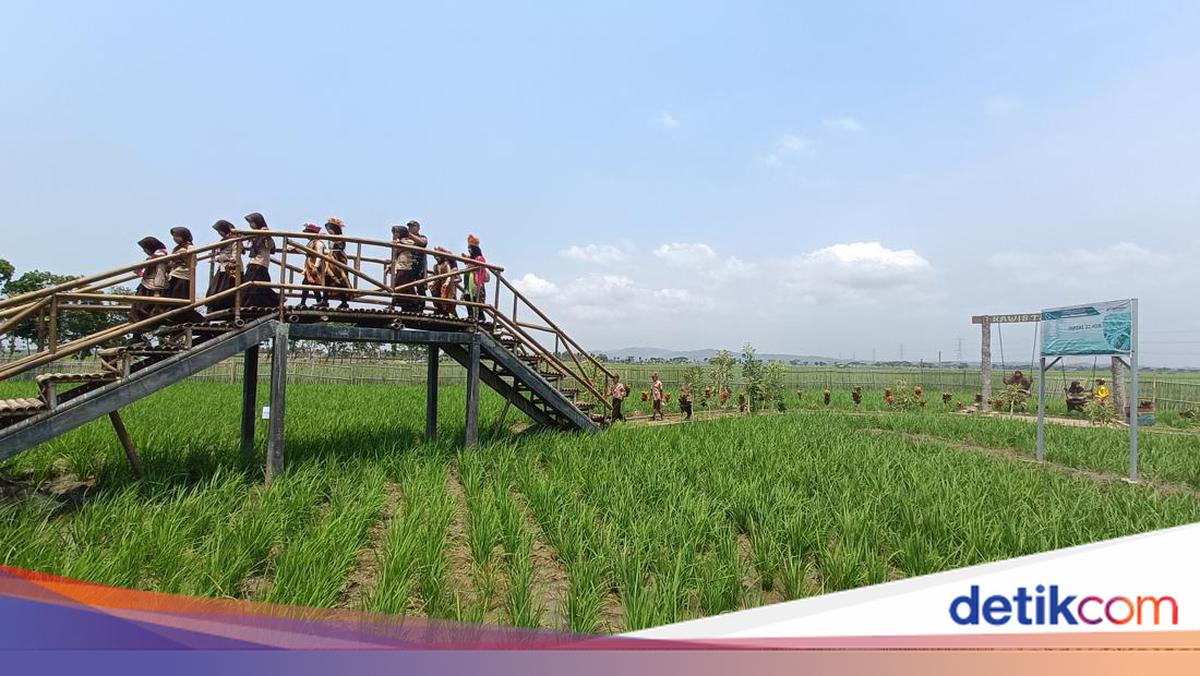 Sawah Emji: Senja yang Menenangkan di Tengah Pertanian Cilacap